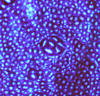 Methylthioninium Chloride BP Methylene Blue USP Manufacturers